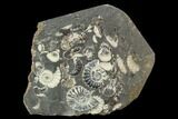 Polished Ammonite (Promicroceras) Fossil - Marston Magna Marble #129303-2